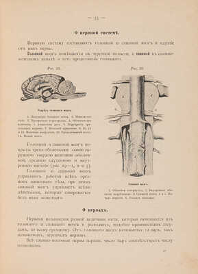 Учебник иппологии для подготовки офицеров запаса и для курсов военного времени. 1905.